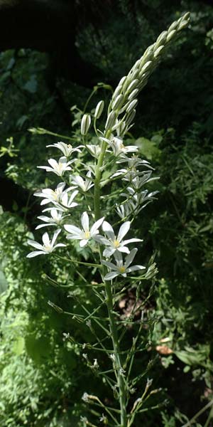 Ornithogalum brevistylum \ Kurzgriffeliger Milchstern / Pyramidal Star of Bethlehem, D Weinheim an der Bergstra&szlig;e 16.6.2022