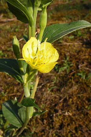 Oenothera villosa \ Wei�haarige Nachtkerze / Hairy Evening Primrose, D Mannheim 31.7.2014