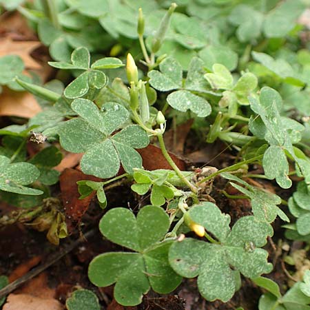 Oxalis corniculata var. corniculata \ Hornfr�chtiger Sauerklee / Procumbent Yellow Sorrel, D Mannheim 20.9.2015