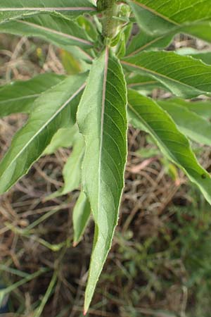 Oenothera cambrica \ Walisische Nachtkerze / Welsh Evening Primrose, D M&ouml;rfelden-Walldorf 29.6.2018