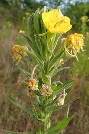 Oenothera cambrica \ Walisische Nachtkerze / Welsh Evening Primrose, D M&ouml;rfelden-Walldorf 29.6.2018
