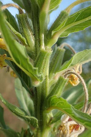 Oenothera cambrica \ Walisische Nachtkerze / Welsh Evening Primrose, D M&ouml;rfelden-Walldorf 29.6.2018