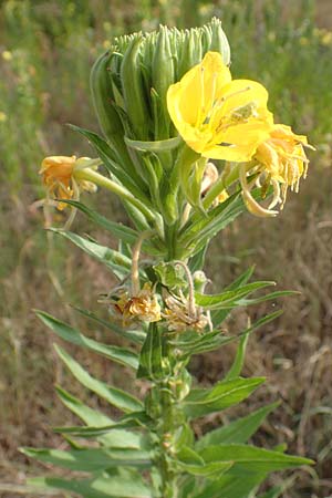 Oenothera cambrica \ Walisische Nachtkerze / Welsh Evening Primrose, D M&ouml;rfelden-Walldorf 29.6.2018