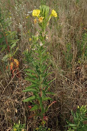Oenothera cambrica \ Walisische Nachtkerze / Welsh Evening Primrose, D M&ouml;rfelden-Walldorf 29.6.2018