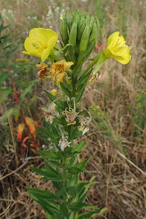 Oenothera cambrica \ Walisische Nachtkerze / Welsh Evening Primrose, D M&ouml;rfelden-Walldorf 29.6.2018