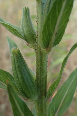 Oenothera cambrica \ Walisische Nachtkerze / Welsh Evening Primrose, D M&ouml;rfelden-Walldorf 29.6.2018