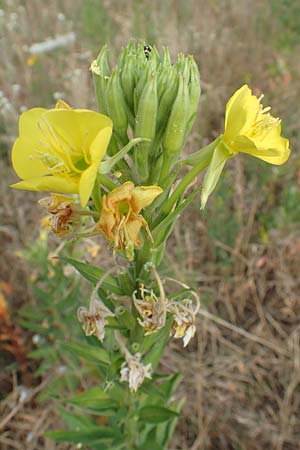 Oenothera cambrica \ Walisische Nachtkerze / Welsh Evening Primrose, D M&ouml;rfelden-Walldorf 29.6.2018
