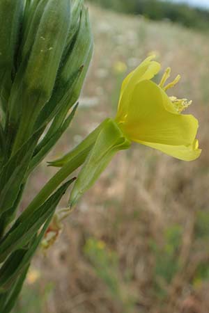 Oenothera cambrica \ Walisische Nachtkerze / Welsh Evening Primrose, D M&ouml;rfelden-Walldorf 29.6.2018