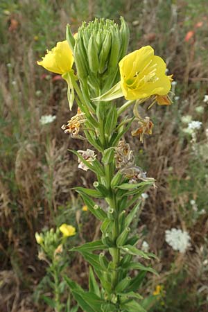 Oenothera cambrica \ Walisische Nachtkerze / Welsh Evening Primrose, D M&ouml;rfelden-Walldorf 29.6.2018