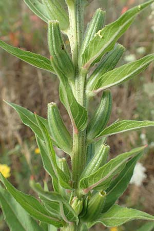 Oenothera cambrica \ Walisische Nachtkerze / Welsh Evening Primrose, D M&ouml;rfelden-Walldorf 29.6.2018