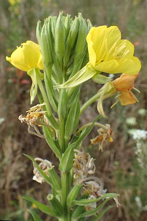 Oenothera cambrica \ Walisische Nachtkerze / Welsh Evening Primrose, D M&ouml;rfelden-Walldorf 29.6.2018