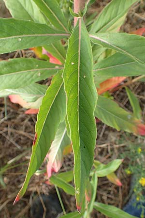 Oenothera cambrica \ Walisische Nachtkerze / Welsh Evening Primrose, D M&ouml;rfelden-Walldorf 29.6.2018