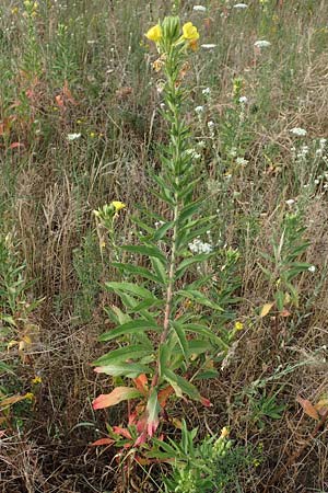 Oenothera cambrica \ Walisische Nachtkerze / Welsh Evening Primrose, D M&ouml;rfelden-Walldorf 29.6.2018