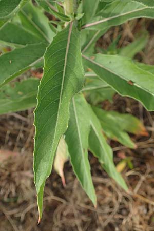 Oenothera cambrica \ Walisische Nachtkerze / Welsh Evening Primrose, D M&ouml;rfelden-Walldorf 29.6.2018