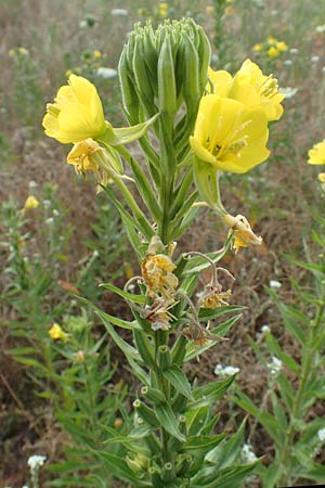 Oenothera cambrica \ Walisische Nachtkerze / Welsh Evening Primrose, D M&ouml;rfelden-Walldorf 29.6.2018