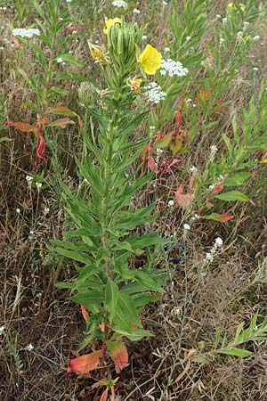 Oenothera cambrica \ Walisische Nachtkerze / Welsh Evening Primrose, D M&ouml;rfelden-Walldorf 29.6.2018