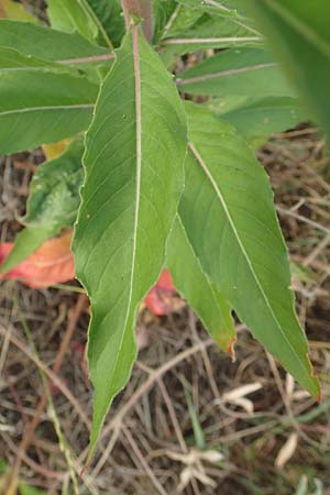 Oenothera cambrica \ Walisische Nachtkerze / Welsh Evening Primrose, D M&ouml;rfelden-Walldorf 29.6.2018