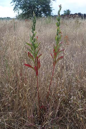 Oenothera casimiri \ Casimirs Nachtkerze / Casimir's Evening Primrose, D Wagh&auml;usel-Wiesental 4.7.2018