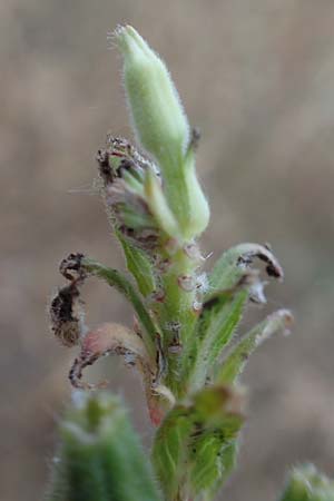 Oenothera casimiri \ Casimirs Nachtkerze / Casimir's Evening Primrose, D Wagh&auml;usel-Wiesental 4.7.2018