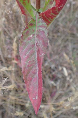 Oenothera casimiri \ Casimirs Nachtkerze / Casimir's Evening Primrose, D Wagh&auml;usel-Wiesental 4.7.2018