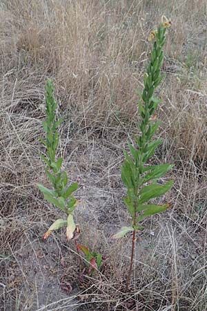 Oenothera casimiri \ Casimirs Nachtkerze / Casimir's Evening Primrose, D Wagh&auml;usel-Wiesental 4.7.2018