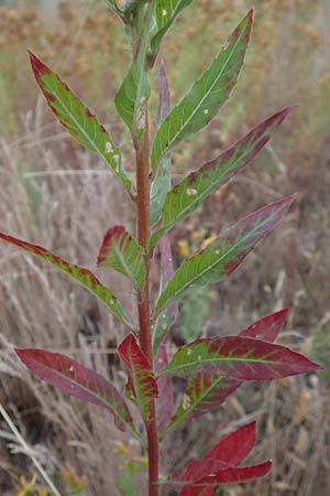 Oenothera casimiri \ Casimirs Nachtkerze / Casimir's Evening Primrose, D Wagh&auml;usel-Wiesental 4.7.2018