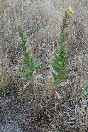 Oenothera casimiri \ Casimirs Nachtkerze / Casimir's Evening Primrose, D Wagh&auml;usel-Wiesental 4.7.2018