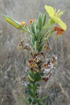 Oenothera casimiri \ Casimirs Nachtkerze / Casimir's Evening Primrose, D Wagh&auml;usel-Wiesental 4.7.2018