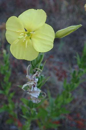 Oenothera casimiri \ Casimirs Nachtkerze / Casimir's Evening Primrose, D Wagh&auml;usel-Wiesental 4.7.2018