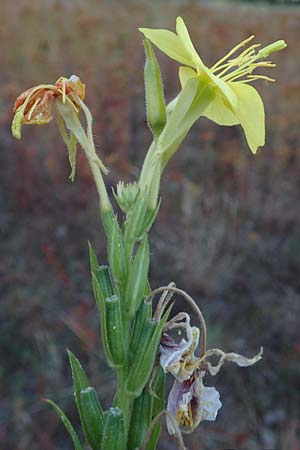 Oenothera casimiri \ Casimirs Nachtkerze / Casimir's Evening Primrose, D Wagh&auml;usel-Wiesental 4.7.2018