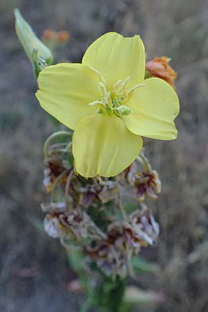 Oenothera casimiri \ Casimirs Nachtkerze / Casimir's Evening Primrose, D Wagh&auml;usel-Wiesental 4.7.2018