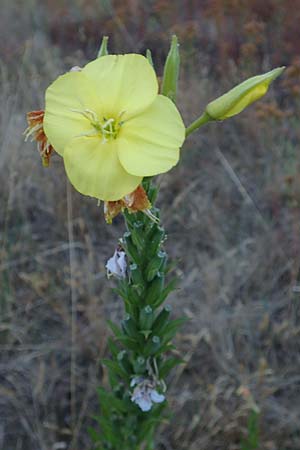 Oenothera casimiri \ Casimirs Nachtkerze / Casimir's Evening Primrose, D Wagh&auml;usel-Wiesental 4.7.2018