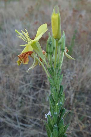 Oenothera casimiri \ Casimirs Nachtkerze / Casimir's Evening Primrose, D Wagh&auml;usel-Wiesental 4.7.2018