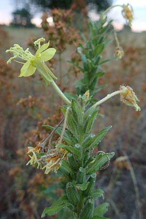 Oenothera casimiri \ Casimirs Nachtkerze / Casimir's Evening Primrose, D Wagh&auml;usel-Wiesental 4.7.2018