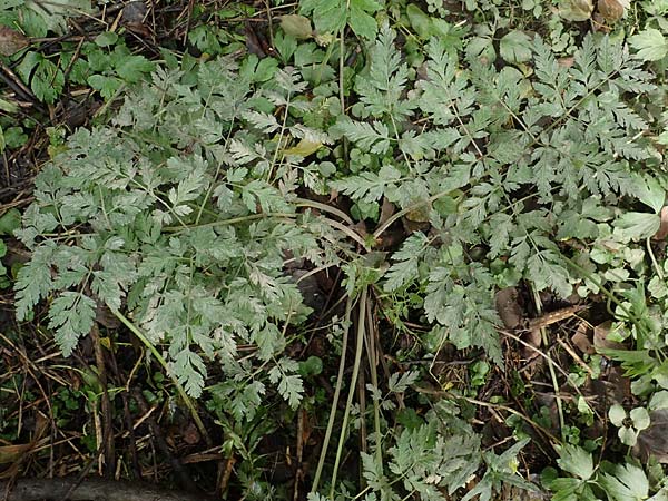 Oenanthe conioides \ Schierlings-Wasserfenchel / Elbe Water Dropwort, D Hamburg 11.9.2011