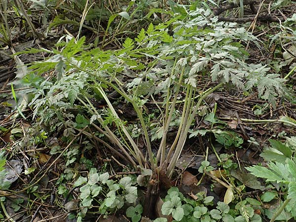 Oenanthe conioides \ Schierlings-Wasserfenchel / Elbe Water Dropwort, D Hamburg 11.9.2011