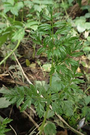 Oenanthe conioides \ Schierlings-Wasserfenchel / Elbe Water Dropwort, D Hamburg 11.9.2011