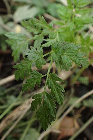 Oenanthe conioides \ Schierlings-Wasserfenchel / Elbe Water Dropwort, D Hamburg 11.9.2011