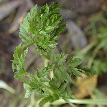 Oenanthe conioides \ Schierlings-Wasserfenchel / Elbe Water Dropwort, D Hamburg 11.9.2011