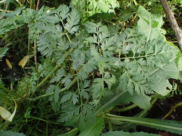 Oenanthe conioides \ Schierlings-Wasserfenchel / Elbe Water Dropwort, D Hamburg 11.9.2011