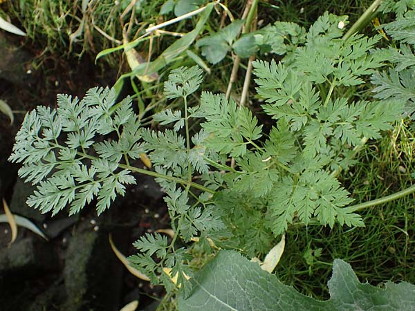 Oenanthe conioides \ Schierlings-Wasserfenchel / Elbe Water Dropwort, D Hamburg 11.9.2011