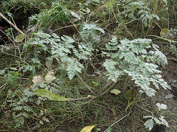 Oenanthe conioides \ Schierlings-Wasserfenchel / Elbe Water Dropwort, D Hamburg 11.9.2011