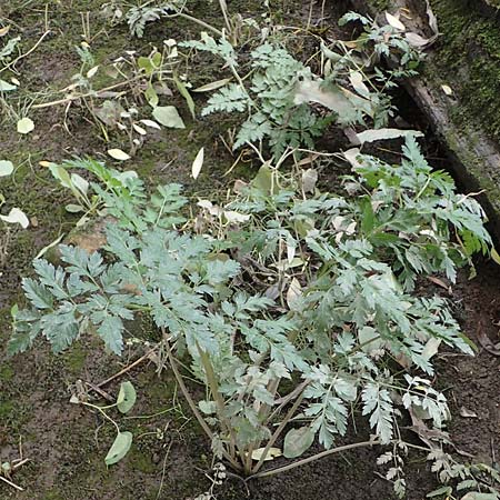 Oenanthe conioides \ Schierlings-Wasserfenchel / Elbe Water Dropwort, D Hamburg 11.9.2011