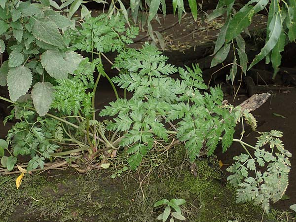 Oenanthe conioides \ Schierlings-Wasserfenchel / Elbe Water Dropwort, D Hamburg 11.9.2011