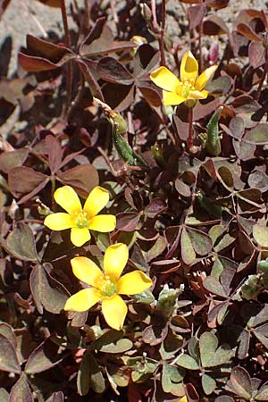 Oxalis corniculata var. atropurpurea, Procumbent Yellow Sorrel