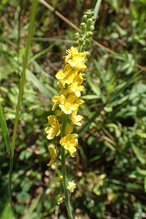 Agrimonia eupatoria, Agrimony
