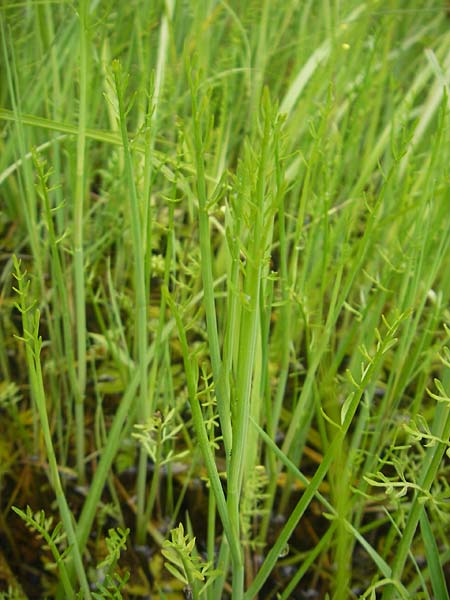 Oenanthe fistulosa \ R�hriger Wasserfenchel, R�hrige Pferdesaat / Tubular Water Dropwort, D Eppertshausen 12.6.2010