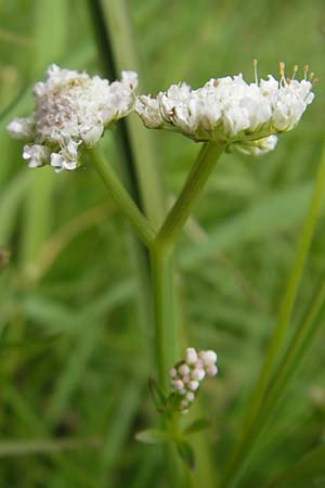Oenanthe fistulosa \ R�hriger Wasserfenchel, R�hrige Pferdesaat / Tubular Water Dropwort, D Eppertshausen 12.6.2010