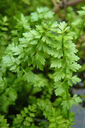 Oenanthe fistulosa ? \ R�hriger Wasserfenchel, R�hrige Pferdesaat / Tubular Water Dropwort, D Botan. Gar.  Universit.  Mainz 13.9.2008