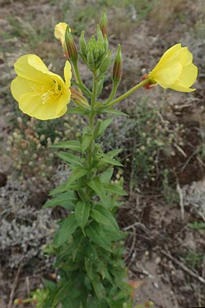 Oenothera fallax, Intermediate Evening Primrose